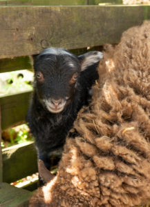 Schafe (Ovis) Schafe (Ovis)